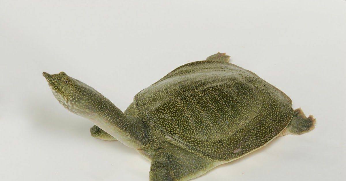 chelonia brasil tartaruga de casco mole chinesapelodiscus sinensis chelonia brasil tartaruga de casco mole chinesapelodiscus sinensis